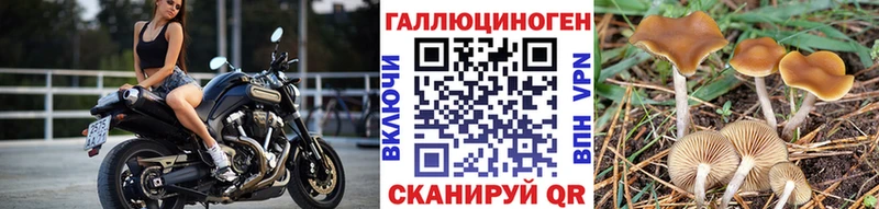 Псилоцибиновые грибы Psilocybine cubensis Тара